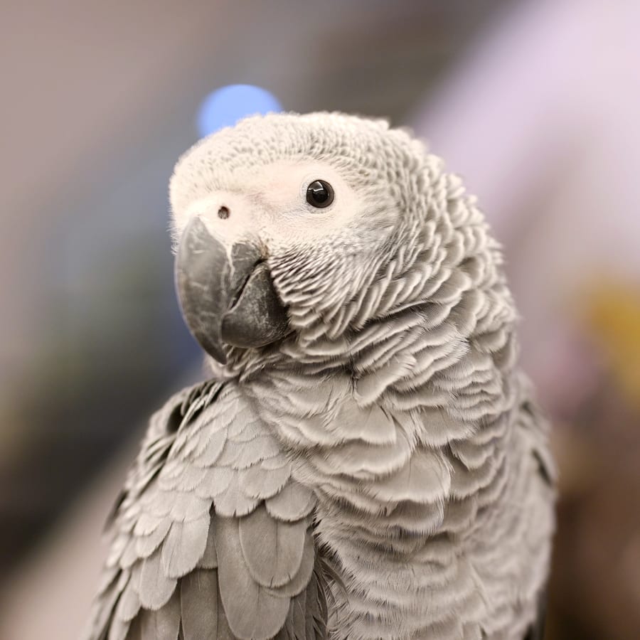 Avian and Exotic Animal Care in Mandeville with our exotic vet