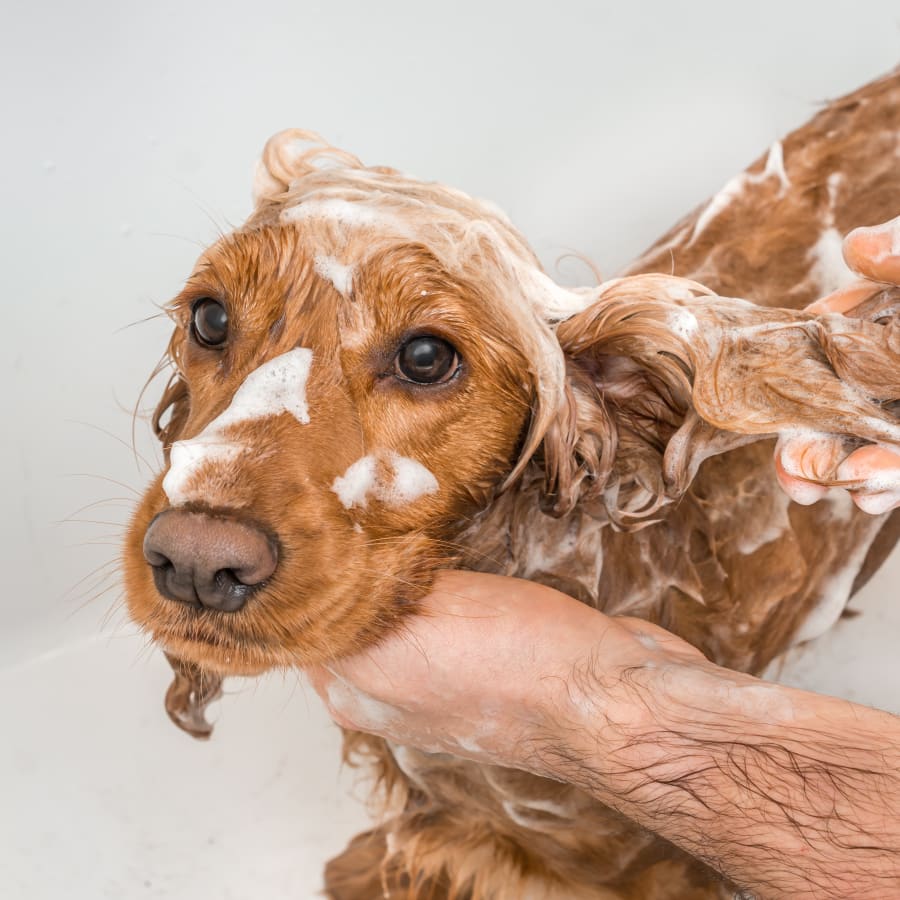 Dog Grooming in Mandeville