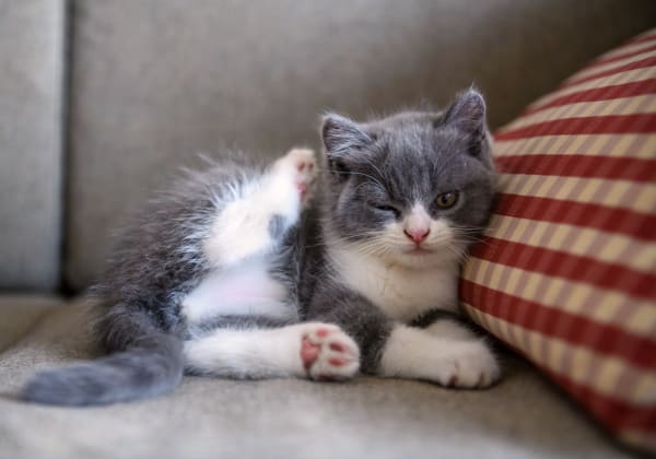 Cat at Riverside Veterinary Hospital, Mandeville, with our Riverside vet