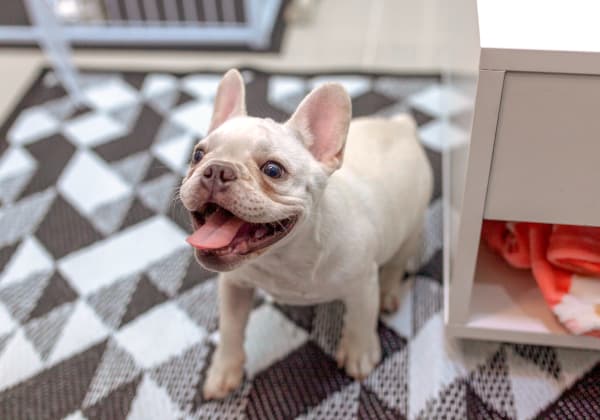 Specialists | Riverside Veterinary Hospital | Mandeville Speciality & Emergency Vet