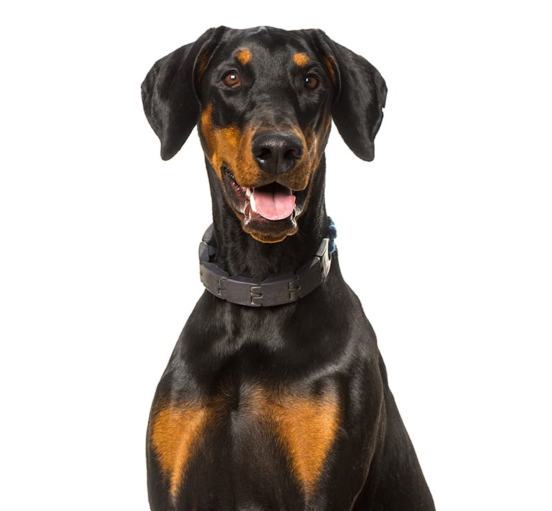 Giant Dogs, Riverside Veterinary Hospital